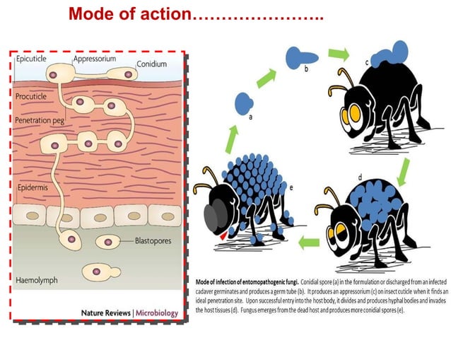 ENTOMOPATHOGENIC FUNGI