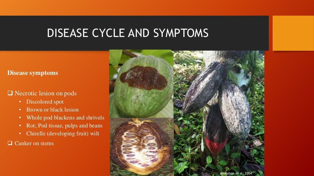Black Pod disease of cocoa