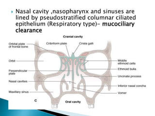  Nasal cavity ,nasopharynx and sinuses are
lined by pseudostratified columnar ciliated
epithelium (Respiratory type)- mucociliary
clearance
 