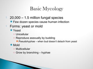  20,000 – 1.5 million fungal species
Few dozen species cause human infection
 Forms: yeast or mold
Yeast
○ Unicellular
○ Reproduce asexually by budding
Pseudohyphae – when bud doesn’t detach from yeast
Mold
○ Multicellular
○ Grow by branching – hyphae
 