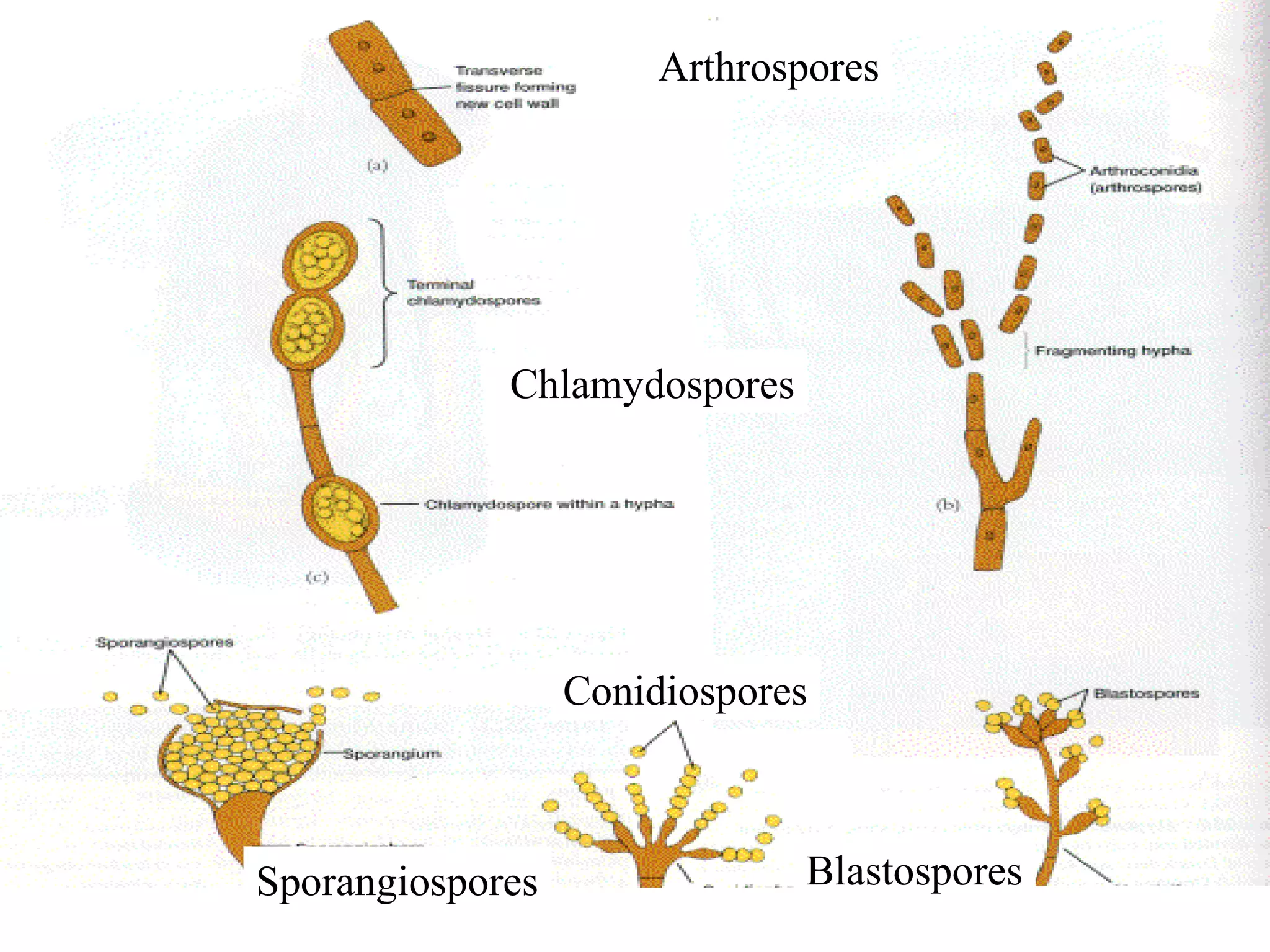 Chlamydospores
Arthrospores
Sporangiospores
Conidiospores
Blastospores
1
3
1A
1B
2
 