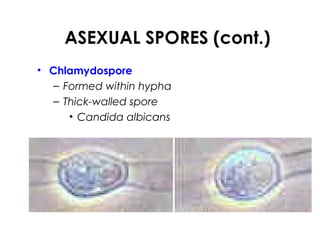 ASEXUAL SPORES (cont.)
• Chlamydospore
– Formed within hypha
– Thick-walled spore
• Candida albicans
 