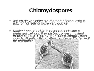 Chlamydospores
• The chlamydospore is a method of producing a
substantial resting spore very quickly
• Nutrient is shunted from adjacent cells into a
preferred cell and it swells up, converts nutrient
materials to oil droplets for efficient storage, then
rounds off with a thick, often roughened outer wall
for protection
 