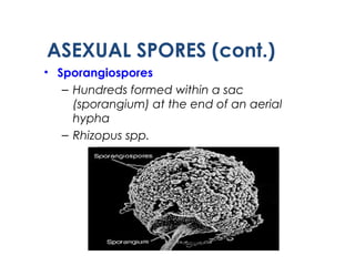 • Sporangiospores
– Hundreds formed within a sac
(sporangium) at the end of an aerial
hypha
– Rhizopus spp.
ASEXUAL SPORES (cont.)
 