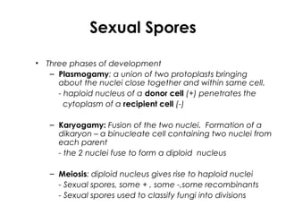 Sexual Spores
• Three phases of development
– Plasmogamy: a union of two protoplasts bringing
about the nuclei close together and within same cell.
- haploid nucleus of a donor cell (+) penetrates the
cytoplasm of a recipient cell (-)
– Karyogamy: Fusion of the two nuclei. Formation of a
dikaryon – a binucleate cell containing two nuclei from
each parent
- the 2 nuclei fuse to form a diploid nucleus
– Meiosis: diploid nucleus gives rise to haploid nuclei
- Sexual spores, some + , some -,some recombinants
- Sexual spores used to classify fungi into divisions
 
