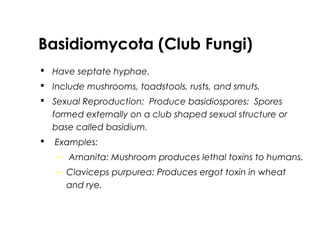  Have septate hyphae.
 Include mushrooms, toadstools, rusts, and smuts.
 Sexual Reproduction: Produce basidiospores: Spores
formed externally on a club shaped sexual structure or
base called basidium.
 Examples:
– Amanita: Mushroom produces lethal toxins to humans.
– Claviceps purpurea: Produces ergot toxin in wheat
and rye.
Basidiomycota (Club Fungi)
 