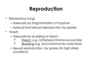 Reproduction
• Filamentous fungi
– Asexually by fragmentation of hyphae
– Asexual and sexual reproduction by spores
• Yeasts
– Asexually by budding or fission:
 Fission: e.g. Schizosacchromyces pombe.
 Budding e.g. Saccharomyces cerevisiae.
– Sexual reproduction by spores (in high stress
condition)
 