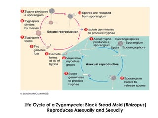 Life Cycle of a Zygomycete: Black Bread Mold (Rhizopus)
Reproduces Asexually and Sexually
 