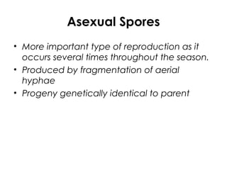 Asexual Spores
• More important type of reproduction as it
occurs several times throughout the season.
• Produced by fragmentation of aerial
hyphae
• Progeny genetically identical to parent
 
