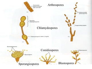 Chlamydospores
Arthrospores
Sporangiospores
Conidiospores
Blastospores
1
3
1A
1B
2
 