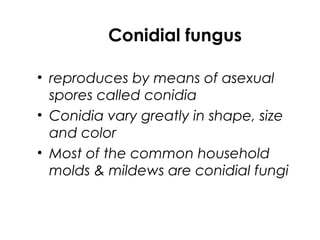 Conidial fungus
• reproduces by means of asexual
spores called conidia
• Conidia vary greatly in shape, size
and color
• Most of the common household
molds & mildews are conidial fungi
 
