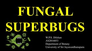 FUNGAL
SUPERBUGS
W.P.S. Dilshan
AS2016053
Department of Botany
University of Sri Jayawardhanapura
 