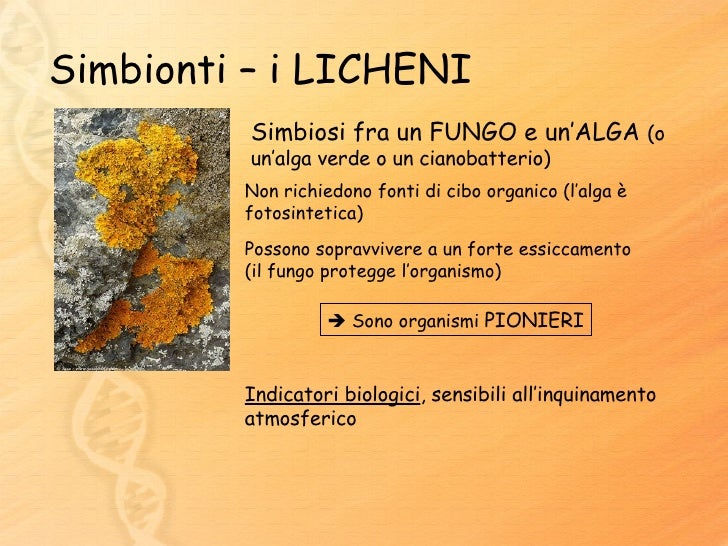 Corpi Vegetativi Di Licheni Alghe E Funghi