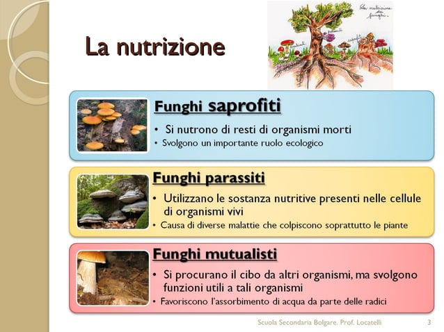 Formano Il Corpo Vegetativo Dei Funghi Funghi | PPT