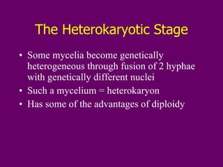 The Heterokaryotic Stage Some mycelia become genetically heterogeneous through fusion of 2 hyphae with genetically different nuclei Such a mycelium = heterokaryon Has some of the advantages of diploidy 