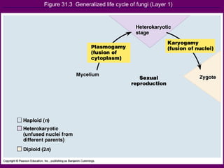 Figure 31.3  Generalized life cycle of fungi (Layer 1) 