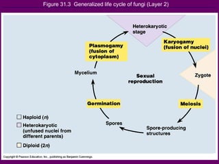 Figure 31.3  Generalized life cycle of fungi (Layer 2) 