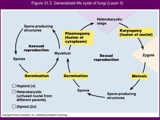 Figure 31.3  Generalized life cycle of fungi (Layer 3) 