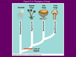 Figure 31.4  Phylogeny of fungi 