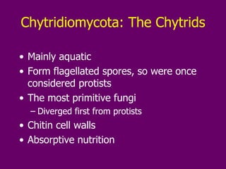 Chytridiomycota: The Chytrids Mainly aquatic Form flagellated spores, so were once considered protists The most primitive fungi Diverged first from protists Chitin cell walls Absorptive nutrition 