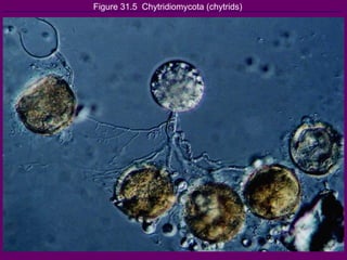 Figure 31.5  Chytridiomycota (chytrids) 
