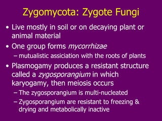 Zygomycota: Zygote Fungi Live mostly in soil or on decaying plant or animal material One group forms  mycorrhizae mutualistic assiciation with the roots of plants Plasmogamy produces a resistant structure called a  zygosporangium  in which karyogamy, then meiosis occurs The zygosporangium is multi-nucleated Zygosporangium are resistant to freezing & drying and metabolically inactive 