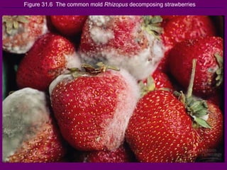 Figure 31.6  The common mold  Rhizopus  decomposing strawberries 