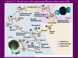 Figure 31.7  The life cycle of the zygomycete  Rhizopus  (black bread mold) 
