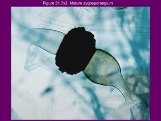 Figure 31.7x2  Mature zygosporangium 