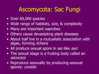 Ascomycota: Sac Fungi Over 60,000 species Wide range of habitats, size, & complexity Many are important saprobes Others cause devastating plant diseases About half live in a mutualistic association with algae, forming  lichens All produce sexual spore in sac-like  asci The sexual stage is a fruiting body called an  ascocarp Reproduce asexually by producing asexual spores:  conidia 