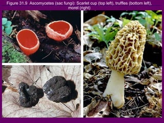 Figure 31.9  Ascomycetes (sac fungi): Scarlet cup (top left), truffles (bottom left), morel (right) 