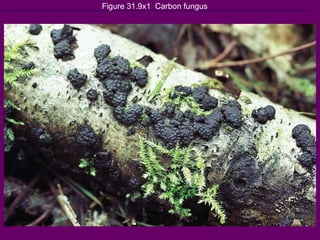 Figure 31.9x1  Carbon fungus 