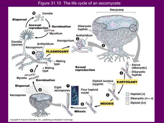 Figure 31.10  The life cycle of an ascomycete 