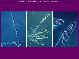 Figure 31.10x1  Life cycle of an ascomycete 