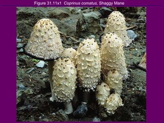 Figure 31.11x1  Coprinus comatus,  Shaggy Mane 