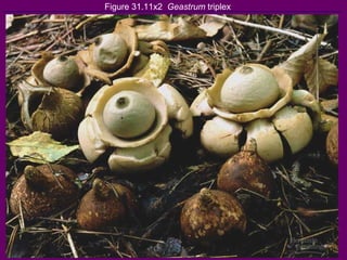Figure 31.11x2  Geastrum  triplex 