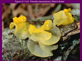 Figure 31.11x3  Tremella messenterica,  Witch’s Butter 
