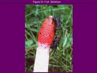 Figure 31.11x4  Stinkhorn 
