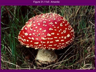 Figure 31.11x5  Amanita 