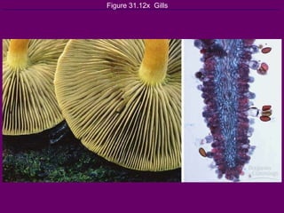 Figure 31.12x  Gills 