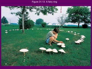 Figure 31.13  A fairy ring 