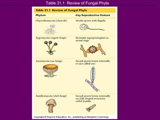 Table 31.1  Review of Fungal Phyla 