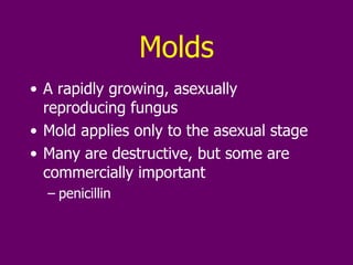 Molds A rapidly growing, asexually reproducing fungus Mold applies only to the asexual stage Many are destructive, but some are commercially important penicillin 