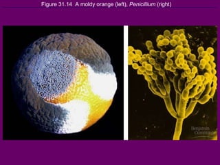 Figure 31.14  A moldy orange (left),  Penicillium  (right) 