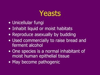 Yeasts Unicellular fungi  Inhabit liquid or moist habitats Reproduce asexually by budding Used commercially to raise bread and ferment alcohol One species is a normal inhabitant of moist human epithelial tissue May become pathogenic 