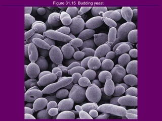 Figure 31.15  Budding yeast 