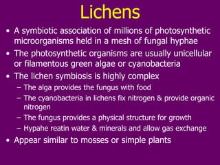 Lichens A symbiotic association of millions of photosynthetic microorganisms held in a mesh of fungal hyphae The photosynthetic organisms are usually unicellular or filamentous green algae or cyanobacteria The lichen symbiosis is highly complex The alga provides the fungus with food The cyanobacteria in lichens fix nitrogen & provide organic nitrogen The fungus provides a physical structure for growth Hypahe reatin water & minerals and allow gas exchange Appear similar to mosses or simple plants 