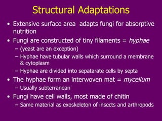 Structural Adaptations Extensive surface area  adapts fungi for absorptive nutrition Fungi are constructed of tiny filaments =  hyphae (yeast are an exception) Hyphae have tubular walls which surround a membrane & cytoplasm Hyphae are divided into sepatarate cells by septa The hyphae form an interwoven mat =  mycelium Usually subterranean Fungi have cell walls, most made of chitin Same material as exoskeleton of insects and arthropods 