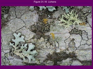 Figure 31.16  Lichens 