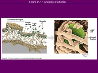 Figure 31.17  Anatomy of a lichen 